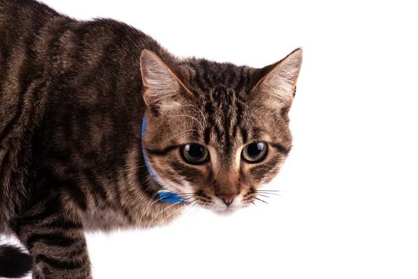 Retrato de gato de ojos verdes — Foto de Stock