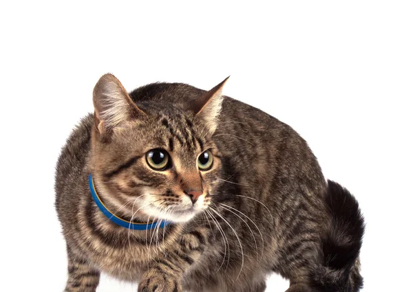 Retrato de gato de ojos verdes — Foto de Stock