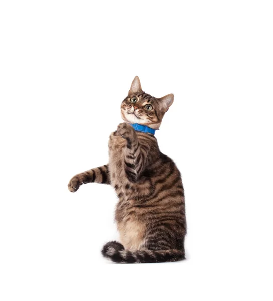 Yeşil gözlü kedi portresi — Stok fotoğraf