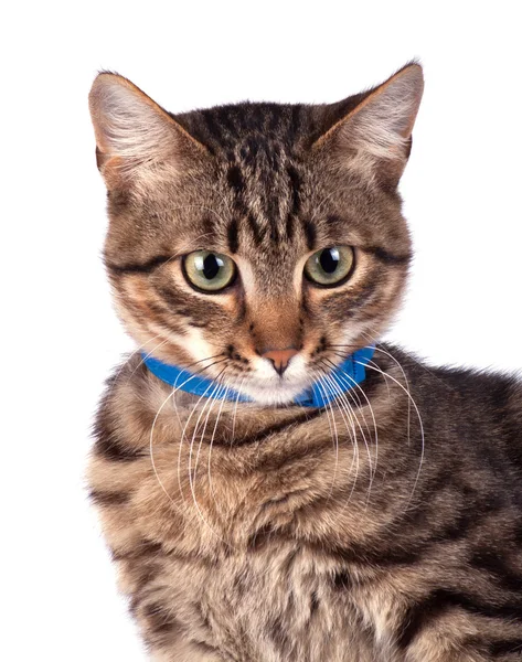 Retrato de gato de ojos verdes — Foto de Stock
