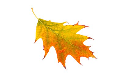 Sonbahar yaprağının yakın çekimi