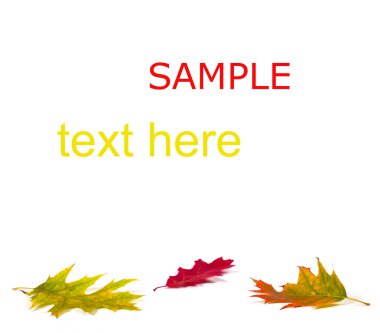 Sonbahar akçaağaç yaprağı