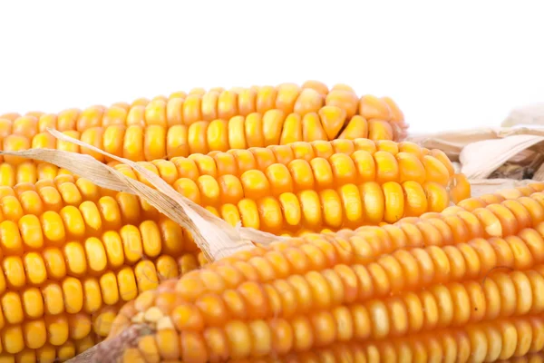 An ear of corn isolated — Stock Photo, Image