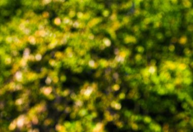 Soyut doğa arkaplanı