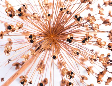 Dekoratif soğan allium tohumları