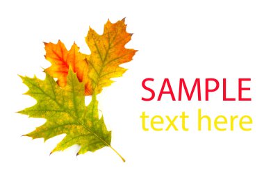 Renkli sonbahar yaprakları