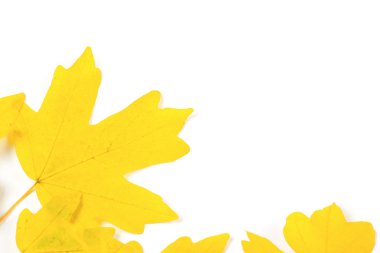 Renkli sonbahar yaprakları