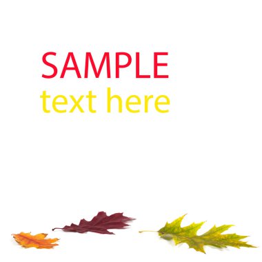 Renkli sonbahar yaprakları