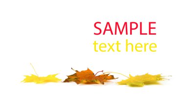 Renkli sonbahar yaprakları