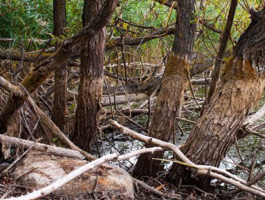 Güzel doğa backgroud