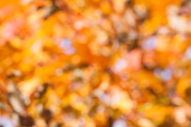 doğal sarı arka plan