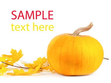 güzel sonbahar kompozisyon