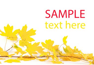 Renkli sonbahar yaprakları