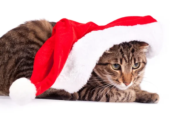 Hermoso gato en sombrero — Foto de Stock