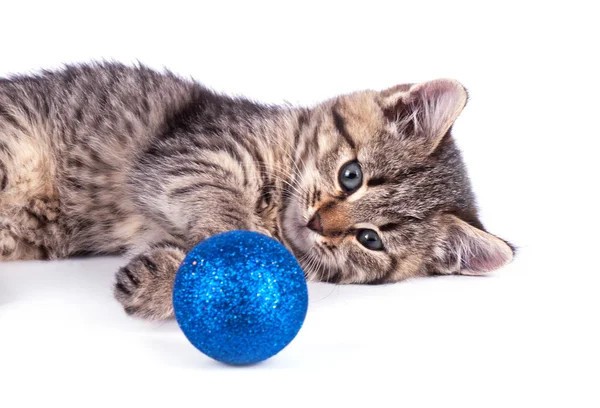 Gatinho bonito com bola azul — Fotografia de Stock