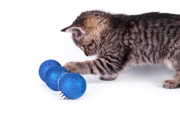Piękna kotka z niebieską piłkę — Zdjęcie stockowe