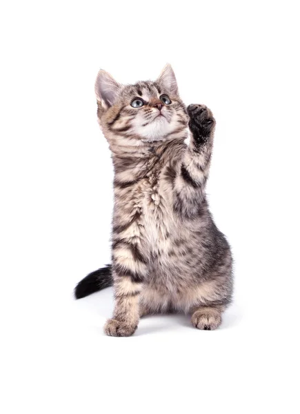 İzole portre kedi — Stok fotoğraf