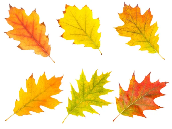 Coleção belas folhas de outono coloridas — Fotografia de Stock