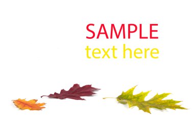 Sonbahar akçaağaç yaprağı