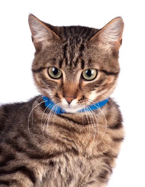 Retrato de gato — Foto de Stock