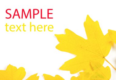 Renkli sonbahar yaprakları