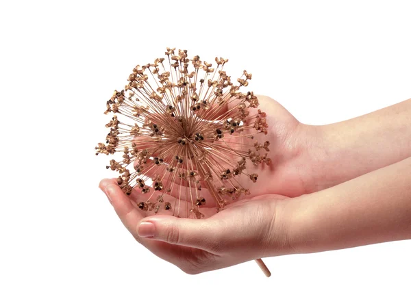 Samen einer dekorativen Zwiebel allium — Stockfoto