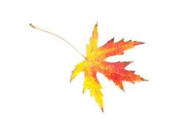 sonbahar yaprak closeup