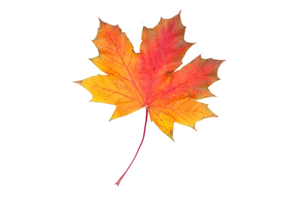 Closeup podzimní listí — Stock fotografie