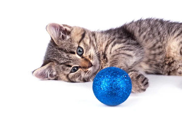 Piękny kociak z piłką — Zdjęcie stockowe