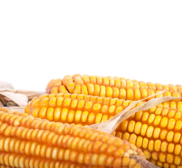 Вухо кукурудзи — стокове фото