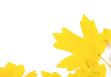 izole renkli sonbahar yaprakları