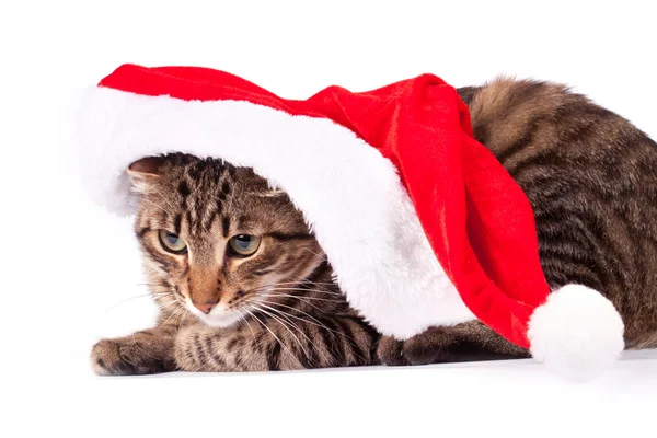 Gato bonito em chapéu — Fotografia de Stock