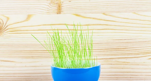 Vazoda bir ahşap üzerine yeşil buğday — Stok fotoğraf
