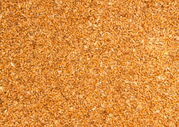 Processed organic wheat grains — Stock Photo, Image