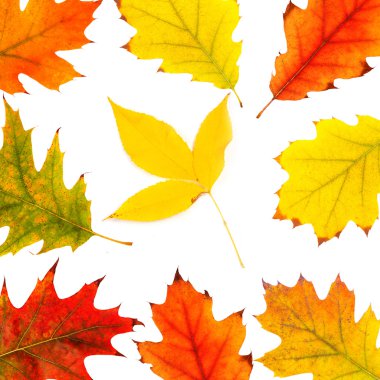 Kar taneleriyle kış arkaplanı