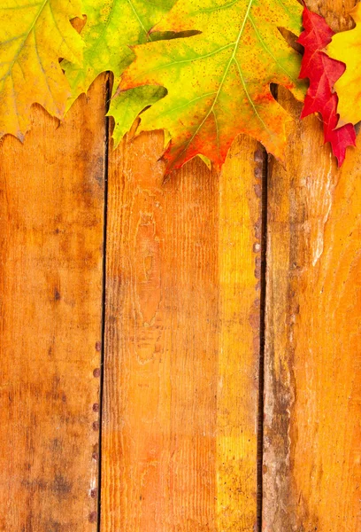 Feuilles d'érable d'automne sur bois — Photo