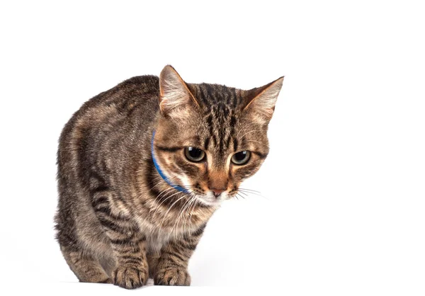 Gato aislado sobre fondo blanco — Foto de Stock