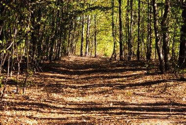 Yaz güneşli orman ağacı