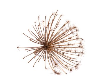 İnek izole yaban havucu