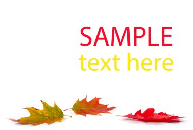 Sonbahar akçaağaç yaprağı izole 