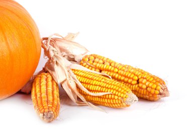 Mısır izole bir kulak 