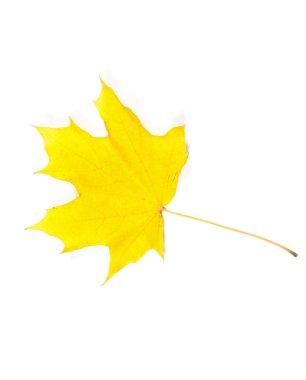  sonbahar yaprak beyaz