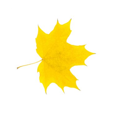  sonbahar yaprak beyaz