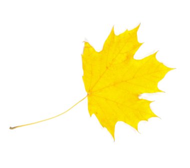  sonbahar yaprak beyaz