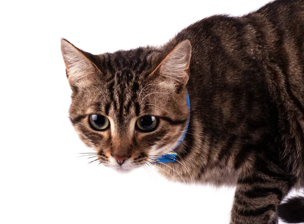 Retrato de gato de ojos verdes — Foto de Stock