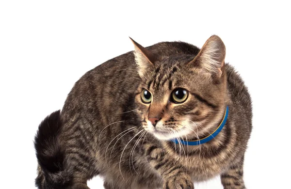 Retrato de gato de ojos verdes — Foto de Stock