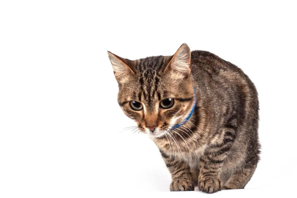 Portret kota zielonookiego — Zdjęcie stockowe
