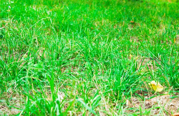 Primer plano de hierba fresca y espesa — Foto de Stock
