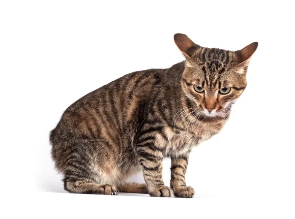 Retrato de gato de ojos verdes — Foto de Stock