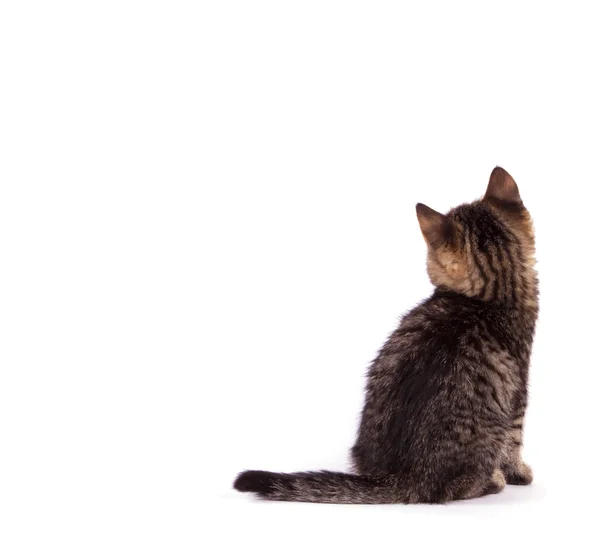 Ritratto gatto isolato — Foto Stock